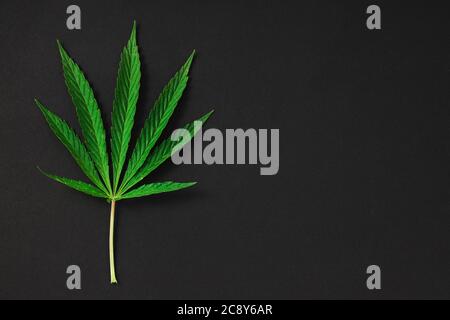 Cannabis, Marihuana Blätter isoliert auf schwarz Stockfoto
