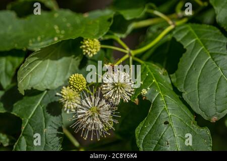 Honigbiene sammelt Pollen aus einer Buttonbuschblüte, die an einem hellen sonnigen Tag im Sommer alle Arten von Bienen Schmetterlinge und andere Insekten anzieht Stockfoto