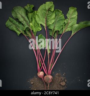 Rüben mit Erde auf schwarzem Hintergrund. Low-Taste. Stockfoto