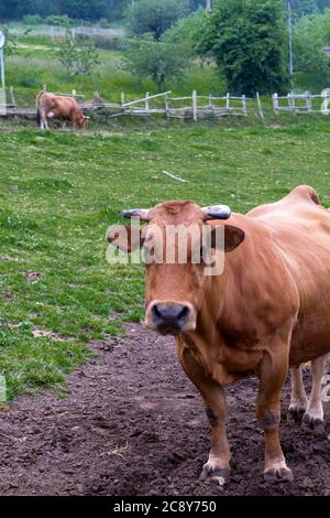 Kuh starrt auf die Kamera auf der Wiese Stockfoto