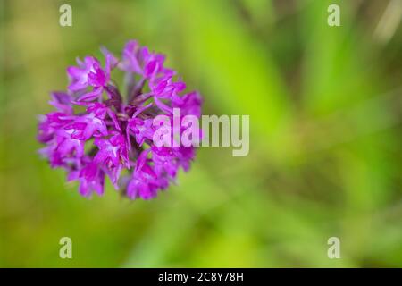 Nahaufnahme der Pyramidenorchidee, Anacamptis pyramidalis. Stockfoto