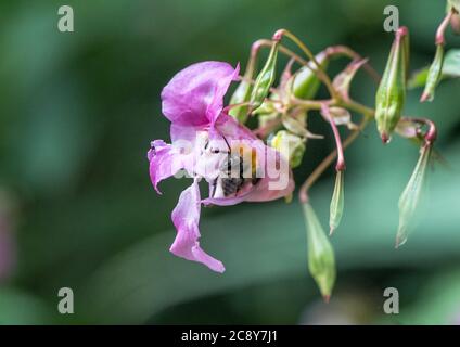 Nahaufnahme des Himalaya-Balsams eine nicht-einheimische invasive Pflanze zu den Britischen Inseln, die von einer Bumble-Biene bestäubt wird. Stockfoto