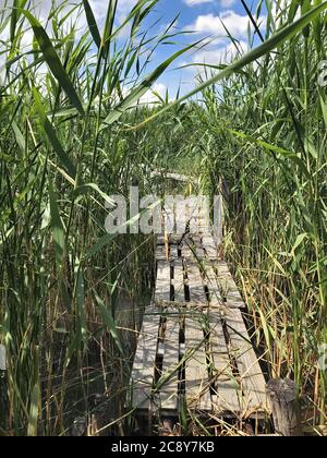 Holzbrücken, die zum Parkplatz der Fischerboote durch das Schilf am Plattensee führen. Stockfoto