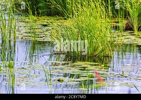 Die Landschaft des sumpfigen Stausees ist mit Schilf und Lilien überwuchert. In Grüntönen. Stockfoto