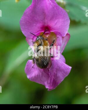 Nahaufnahme des Himalaya-Balsams eine nicht-einheimische invasive Pflanze zu den Britischen Inseln, die von einer Bumble-Biene bestäubt wird. Stockfoto