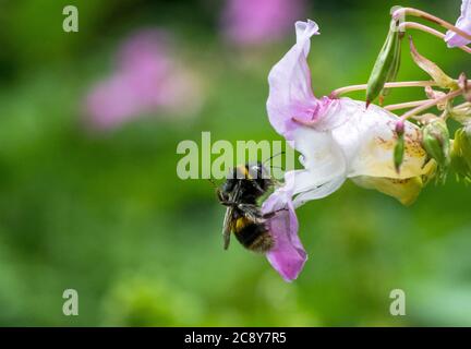 Nahaufnahme des Himalaya-Balsams eine nicht-einheimische invasive Pflanze zu den Britischen Inseln, die von einer Bumble-Biene bestäubt wird. Stockfoto