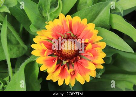 Gazania rigens Ziergartenpflanze, wächst im Sommer in Bosnien Stockfoto