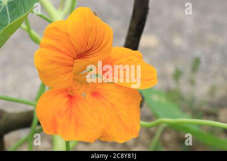 Garten Kapuzinerkresse orange Stockfoto