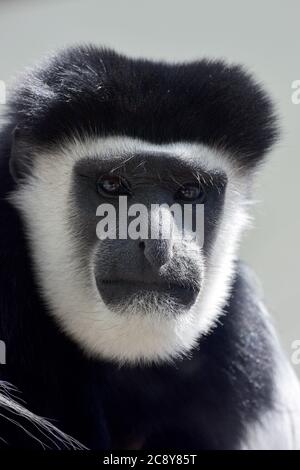 Mantelguereza, östlicher schwarz-weißer Kolobus oder der abessinische schwarz-weiße Kolobus, Mantelaffe, Guereza, Colobus guereza Stockfoto