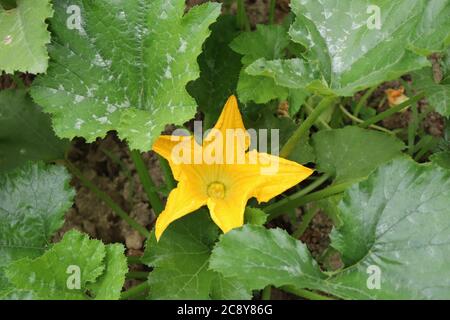 Zucchini oder Zucchiniblüe im Garten Stockfoto