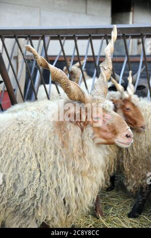 racka, Hortobágy, Racka Schafe, Zackelschaf, magyar Racka juh, Ovis aries strepsiceros hungaricus, Ungarn, Magyarorszag Stockfoto