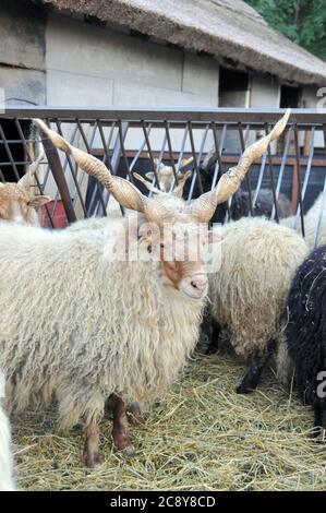 racka, Racka Schafe, Zackelschaf, magyar Racka juh, Ovis aries strepsiceros hungaricus, Hortobágy, Ungarn, Magyarorszag Stockfoto