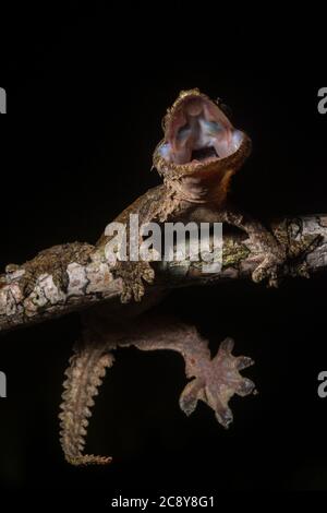 Der sabah fliegende Gecko (Ptychozoon oder Gekko rhacophorus) vom Mt Kinabalu Nationalpark im malaysischen Borneo. Stockfoto