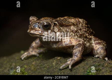 Die gewöhnliche asiatische Kröte (Duttaphrynus melanostictus) aus Hongkong. Stockfoto