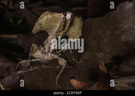 Die riesige tote Blattmantis (Deroplatys desiccata) eine der eindrucksvollsten Mantiden weltweit, ist diese Art in Borneo gefunden. Stockfoto