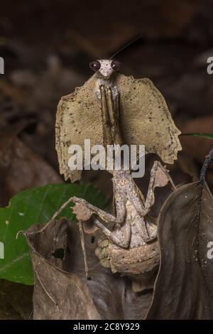 Die riesige tote Blattmantis (Deroplatys desiccata) eine der eindrucksvollsten Mantiden weltweit, ist diese Art in Borneo gefunden. Stockfoto