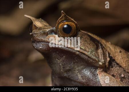 Der malaiische gehörnte Frosch (Megophrys nasuta) einer der bekanntesten Frösche von Borneo. Stockfoto