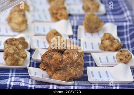 Gruppe von verschiedenen Größen von weißen Trüffeln. Stockfoto