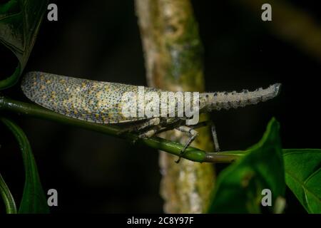 Zanna nobilis, ein tropischer Laternenwanze aus dem Dschungel von malaysischem Borneo. Stockfoto