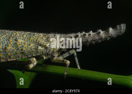 Zanna nobilis, ein tropischer Laternenwanze aus dem Dschungel von malaysischem Borneo. Stockfoto