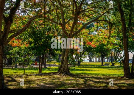 Üppiges tropisches Grün im Parque Natural Municipal Darke Mattos auf der Insel Paquetá, Rio de Janeiro, Brasilien Stockfoto