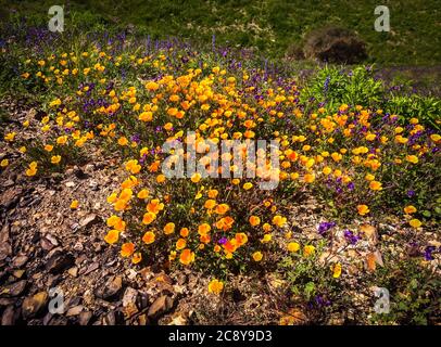 Goldene Mohnblumen auf einem Hügel im Malibu Creek State Park in den Santa Monica Mountains im Frühjahr 2019 Stockfoto