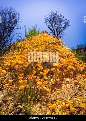 Goldene Mohnblumen auf einem Hügel im Malibu Creek State Park in den Santa Monica Mountains im Frühjahr 2019 Stockfoto