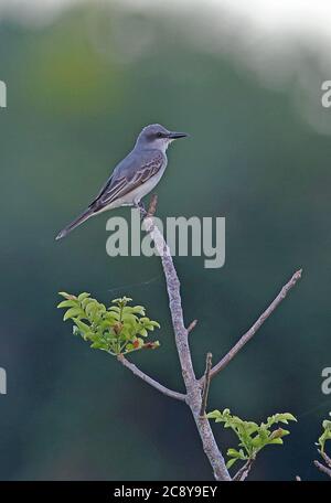 Grauer Königsvogel (Tyrannus dominicensis dominicensis) Erwachsener auf Zweig im späten Abendlicht Los Haitises NP, Dominikanische Republik Stockfoto