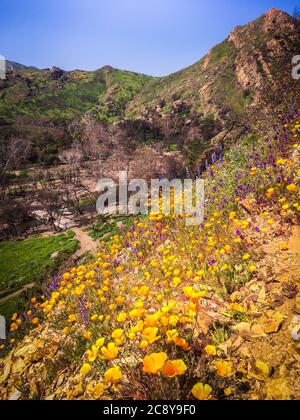 Goldene Mohnblumen auf einem Hügel im Malibu Creek State Park in den Santa Monica Mountains im Frühjahr 2019 Stockfoto