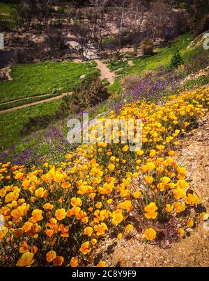 Goldene Mohnblumen auf einem Hügel im Malibu Creek State Park in den Santa Monica Mountains im Frühjahr 2019 Stockfoto