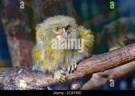 Zwergseidenäffchen Stockfoto