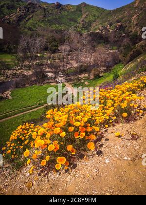 Goldene Mohnblumen auf einem Hügel im Malibu Creek State Park in den Santa Monica Mountains im Frühjahr 2019 Stockfoto