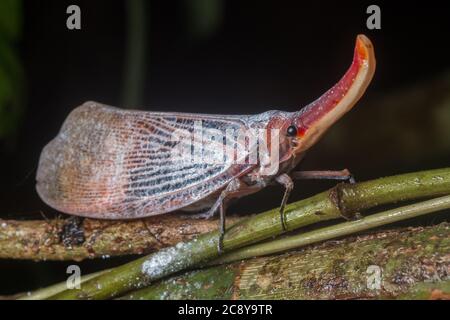 Ein großer Laternenwanze (Pyrops sultana) eine Art Planthopper aus Borneo. Stockfoto