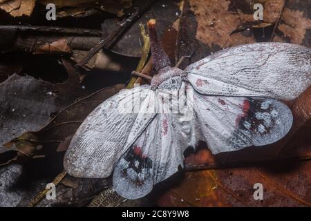 Ein großer Laternenwanze (Pyrops sultana) eine Art Planthopper aus Borneo. Stockfoto