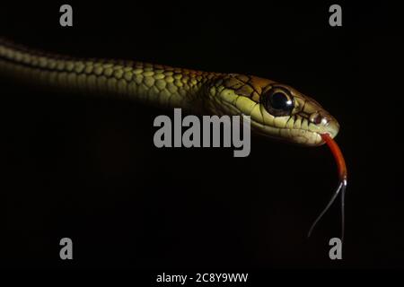 Ein Porträt einer Bronzebackschlange (Dendrelaphis caudolineatus), während sie ihre Zunge umknickt. Aufgenommen in Borneo. Stockfoto