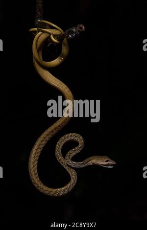 Eine gewickelte asiatische Weinschlange (Ahaetulla prasina) aus dem Danum Valley im malaysischen Borneo. Stockfoto