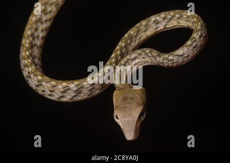 Eine gewickelte asiatische Weinschlange (Ahaetulla prasina) aus dem Danum Valley im malaysischen Borneo. Stockfoto