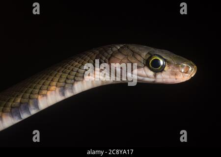 Der malaiische Racer (Coelognathus flavolineatus) von der Insel Borneo, obwohl er einschüchternd aussieht, ist er eine nicht giftige Schlangenart. Stockfoto