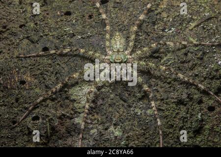 Die Flechten-Jägerspinne (Pandercetes sp) sitzt auf einem Baumstamm im Dschungel von malaysischem Borneo. Stockfoto