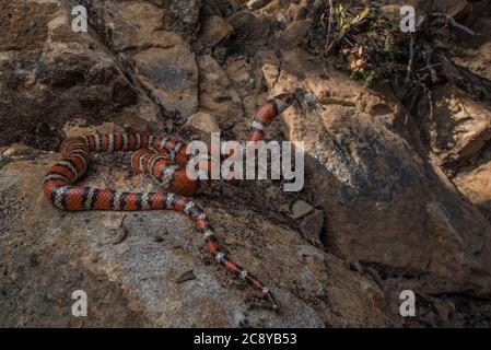 California Mountain Kingsnake (Lampropeltis zonata) in Habitat, eine der schönsten Schlangen in Nordamerika. Stockfoto