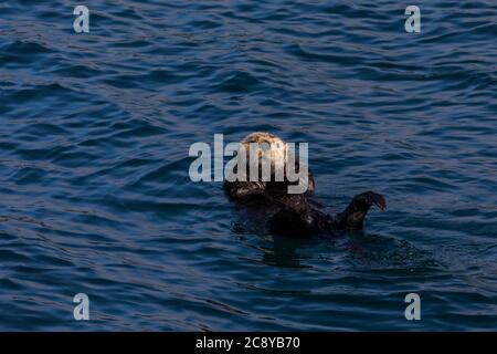 Seeotter (Enhyda lutris) schwimmt in Prince William Sound, Alaska Stockfoto