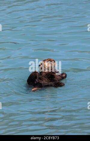 Seeotter (Enhyda lutris) schwimmt in Prince William Sound, Alaska Stockfoto