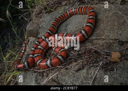 California Mountain Kingsnake (Lampropeltis zonata) in Habitat, eine der schönsten Schlangen in Nordamerika. Stockfoto