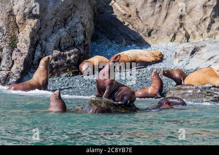 Stellers Seelöwe (Eumetopias jubatus) im Prince William Sound, Alaska Stockfoto