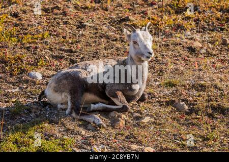 Steinschafe (Ovis dalli stonei) Fütterung entlang der Alaska Highway in Stone Mountain Provincial Park British Columbia, Kanada Stockfoto