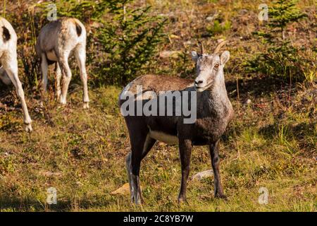 Steinschafe (Ovis dalli stonei) Fütterung entlang der Alaska Highway in Stone Mountain Provincial Park British Columbia, Kanada Stockfoto