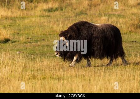 Muskox (Ovibos moschatus) in Whitehorse, Yukon Kanada Stockfoto