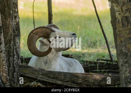 Dall Schafe (Ovis dalli) RAM in Yukon, Kanada Stockfoto