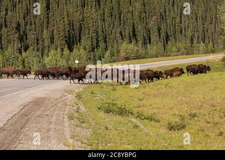 Wood Bison (Bison Bison athabascae) läuft über den Alaska Highway in British Columbia Stockfoto