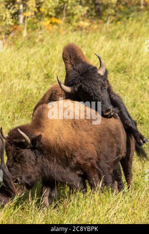 Wood Bison (Bison Bison athabascae) Stier, der sich entlang des Alaska Highway in British Columbia, Kanada, paart Stockfoto